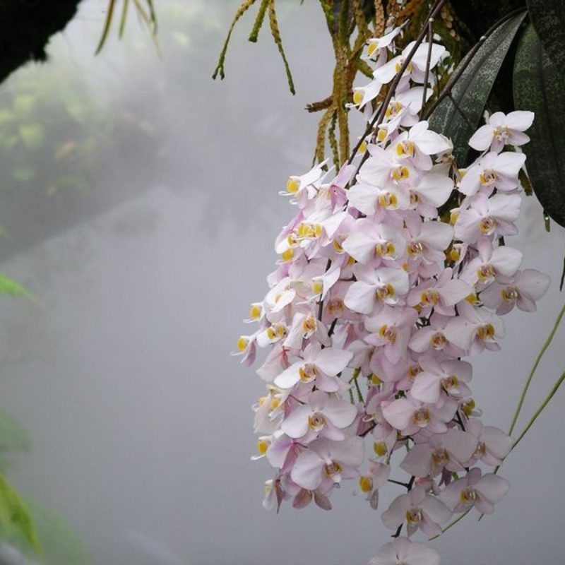 Orchid (Phalaenopsis)